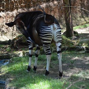 Okapi