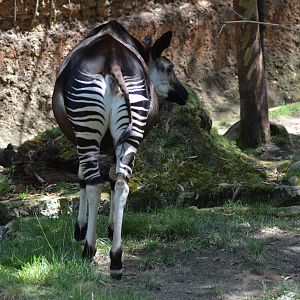 Okapi