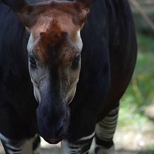 Okapi