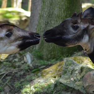 Okapis