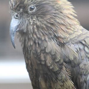 Kea