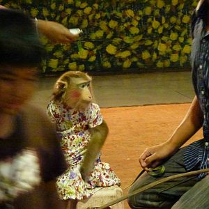 Why would you do this to an animal? June 2013.