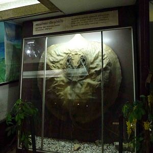 Dried giant freshwater stingray, June 2013.