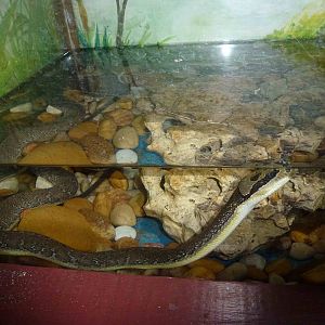 Puff-faced water snake, June 2013.