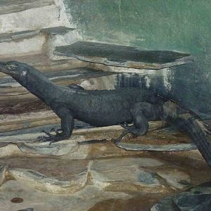 Black monitor, June 2013.