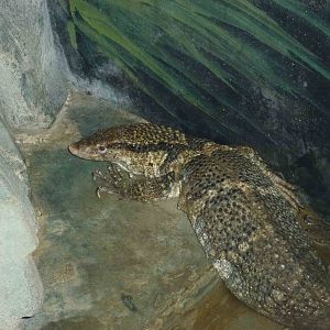 Dumeril's monitor, June 2013.
