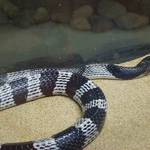 Blue krait, June 2013.