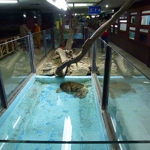 Turtle enclosure, June 2013.