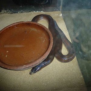 Sunbeam snake, June 2013.