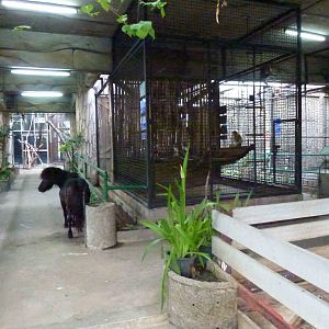 Primate cages, June 2013.