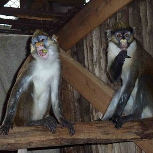 Cover your mouth - like this. June 2013.