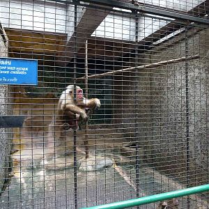 Macaque enclosure, June 2013.