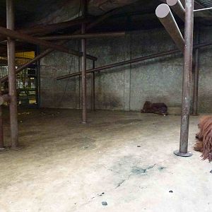 Orangutan enclosure, June 2013.