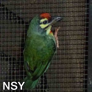 Coppersmith barbet, June 2013.