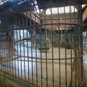 Gorilla enclosure, June 2013.