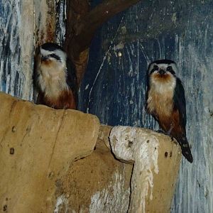 Collared falconets, June 2013.