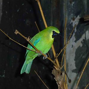 Blue-winged leafbird, June 2013.