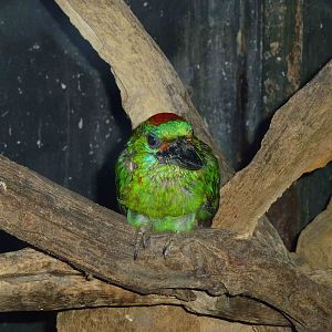 Red-throated barbet, June 2013.