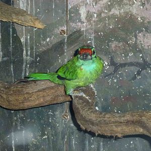 Red-crowned barbet, June 2013.