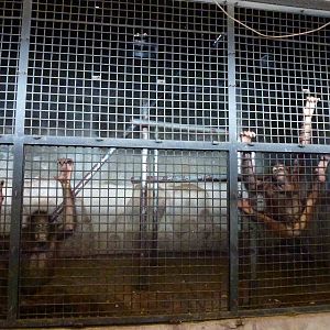 Orangutan cage, June 2013.