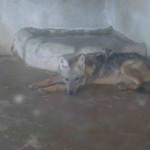 Golden jackal, June 2013.