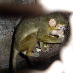 Blind talapoin, June 2013.