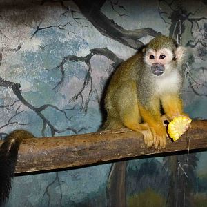 Red-backed squirrel monkey, June 2013.