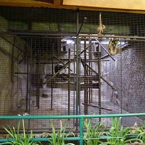 Gibbon cage, June 2013.