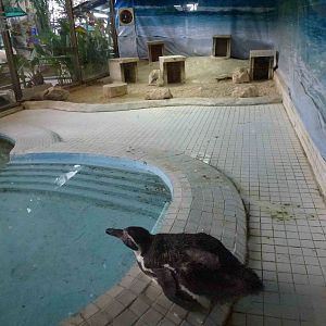 Penguin enclosure, June 2013.