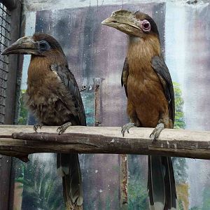 Tickell's brown hornbills, June 2013.