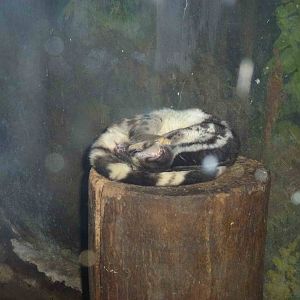 Banded linsang, June 2013.