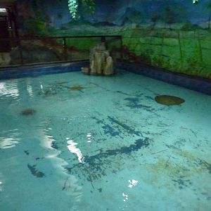 Giant freshwater stingray tank, June 2013.