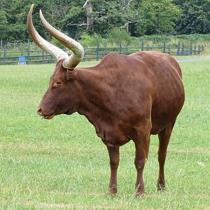 Ankole Cattle 270713