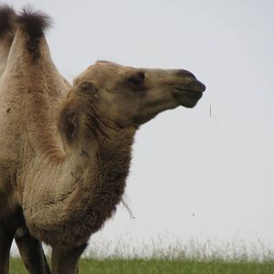Bactrian Camel 270713