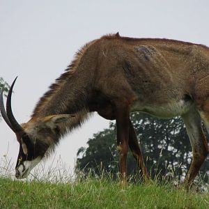 Roan Antelope 270713