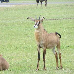 Roan Antelope 270713