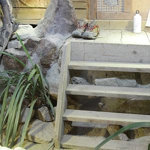 Round Island Skink (Leiolopisma telfairi) enclosure