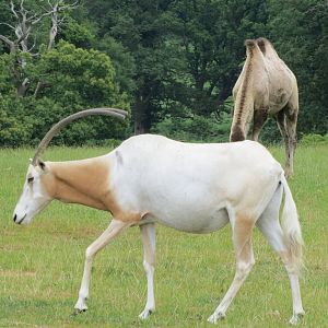 Scimitar-horned Oryx 270713