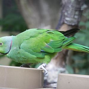 Mauritius Parakeet (Psittacula echo) - the only living bird outside Mauriti