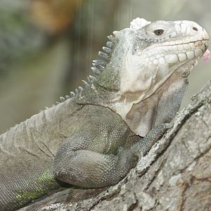 Lesser Antillean Iguana (Iguana delicatissima)