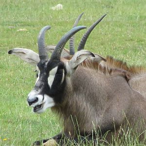 Roan Antelope 270713
