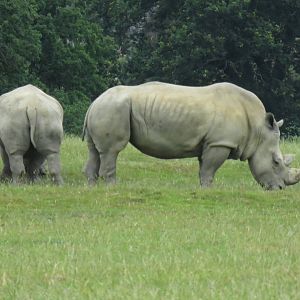 White Rhinoceroses 270713
