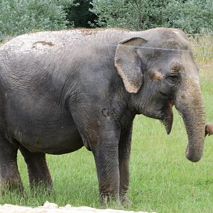 Asian Elephant 270713