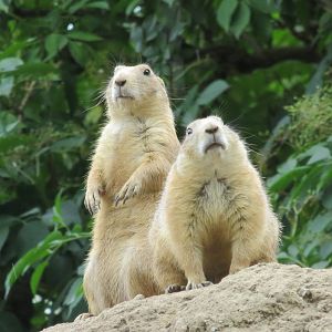 Black-tailed Prairie Dogs 270713
