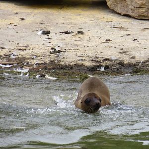 Californian Sealion Juvenile 270713