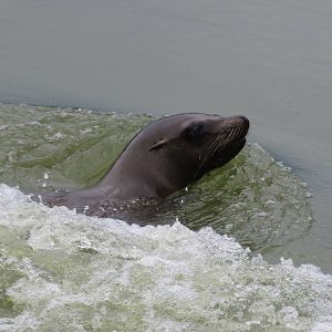 Californian Sealion 270713