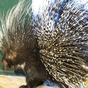 Cape Crested Porcupine 270713