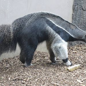 Giant Anteater 270713