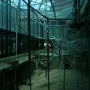 Orangutan Indoor enclosure