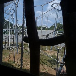 Orangutan Outside enclosure